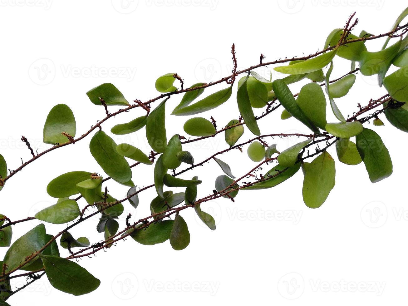 Dragon scales or Pyrrosia piloselloides on white background photo