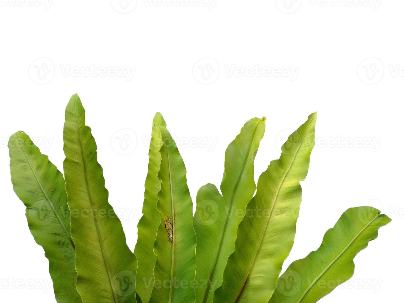 Bird Nest Fern or Asplenium nidus isolated on white background photo
