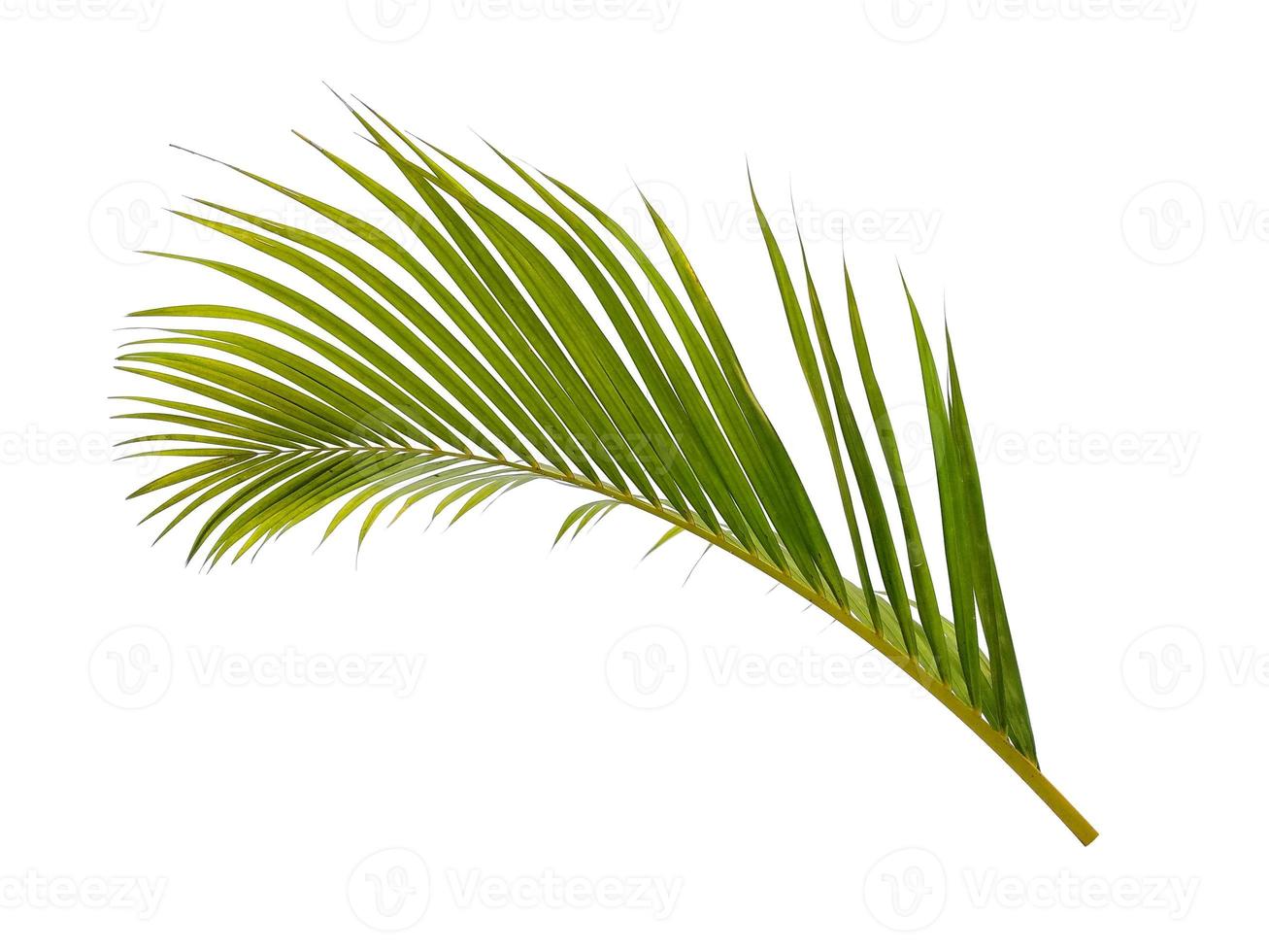 Bamboo palm fresh leaves or palm leaf on white background photo