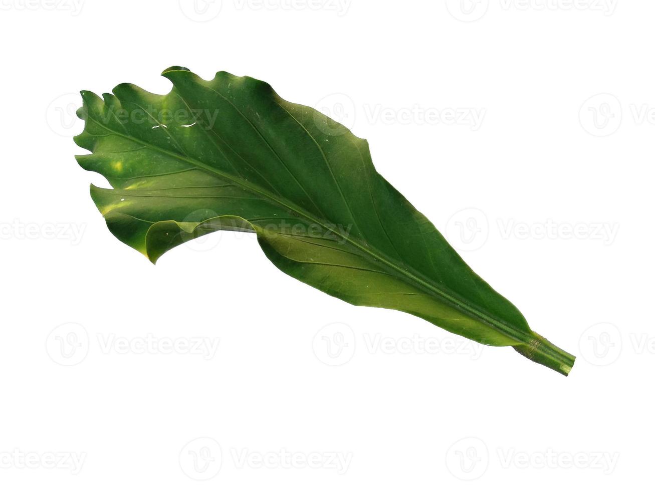 Anthurium Plowmanii leaf on white background photo