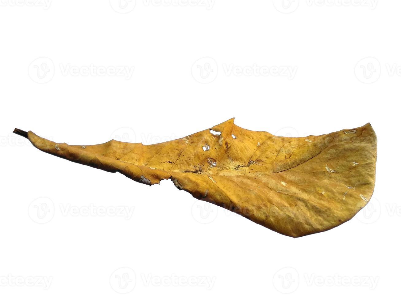 Sea almond leaves or terminalia catappa leaf Isolated on white background photo