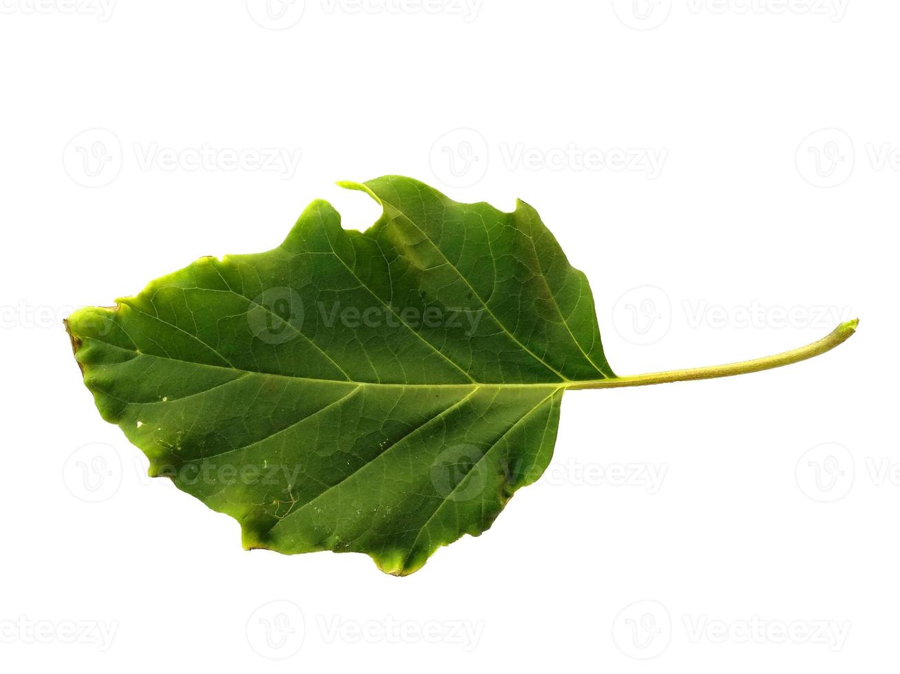 Ricinus communis leaf Isolated on white background photo