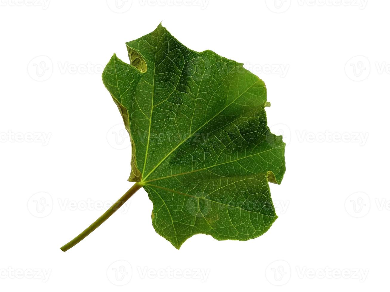 Ricinus communis leaf Isolated on white background photo