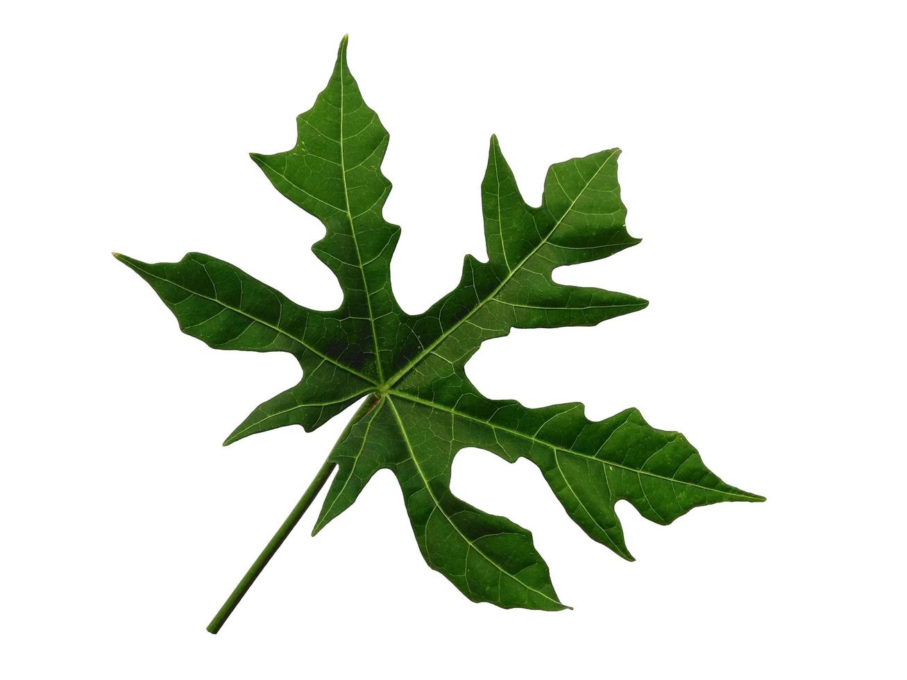 Cnidoscolus aconitifolius leaf Isolated on white background photo
