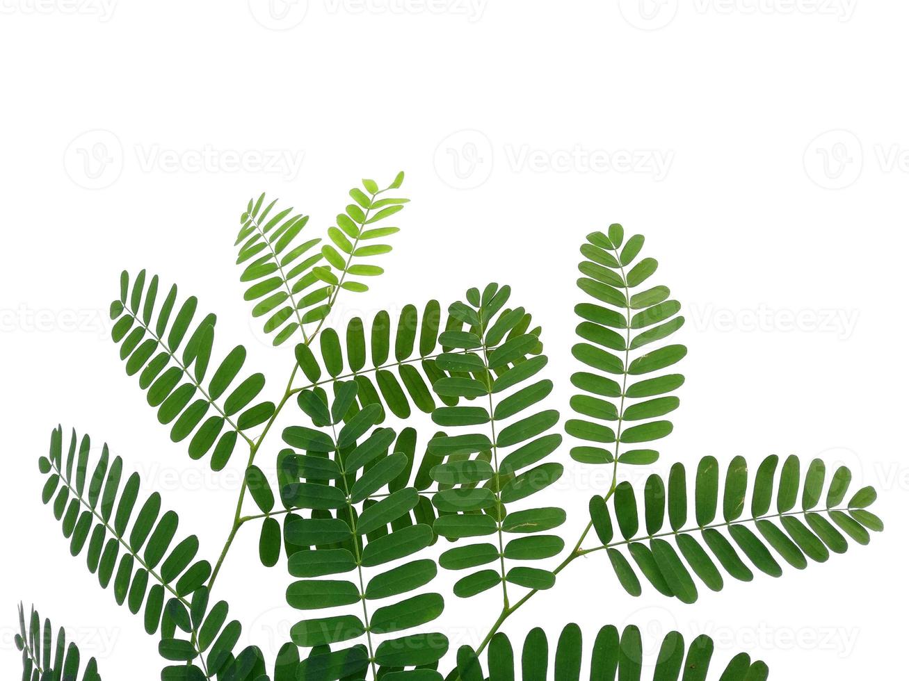 Green leaf or tree on white background photo