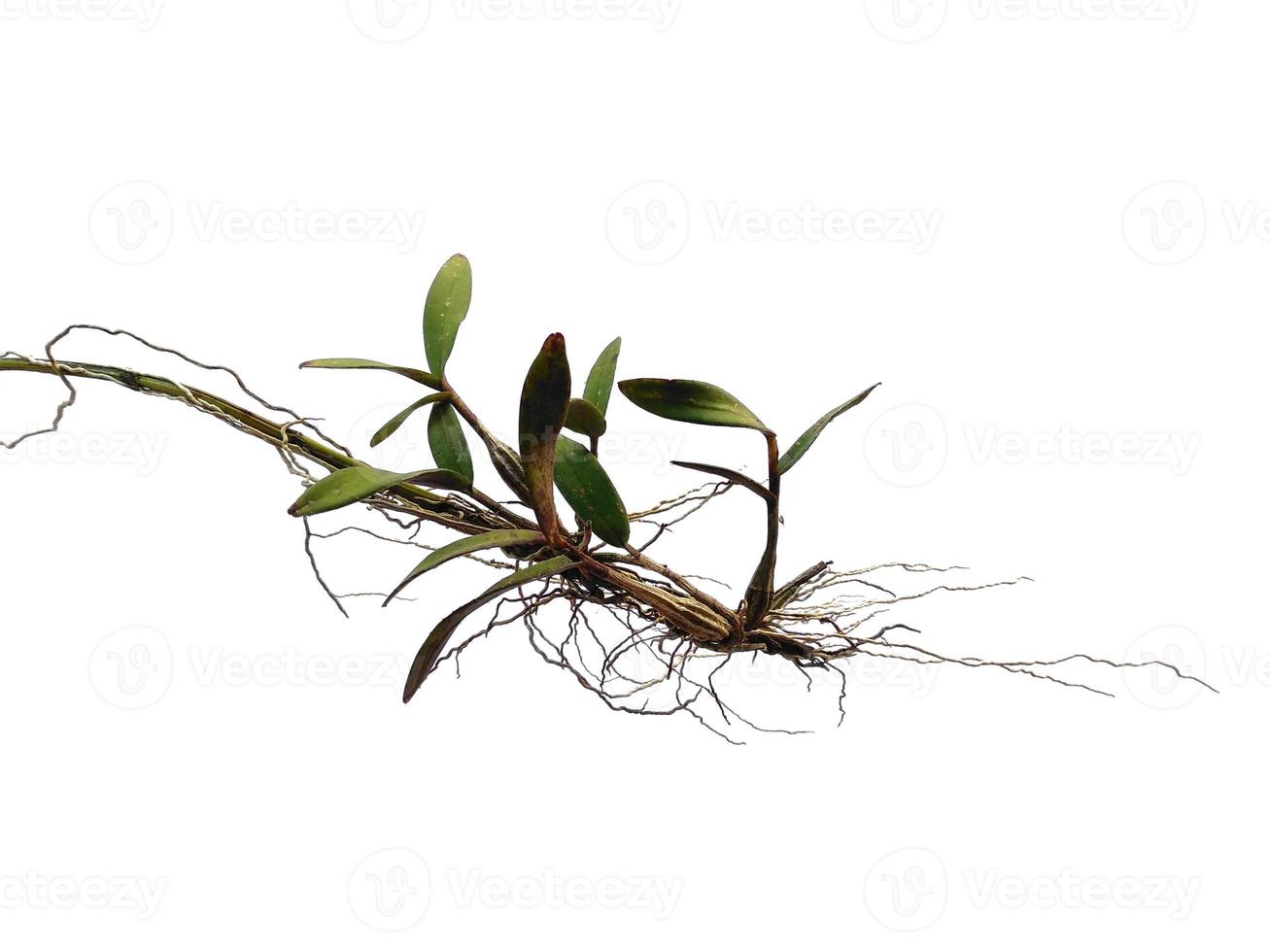 Orchid tree on white background. Orchid with green leaf photo