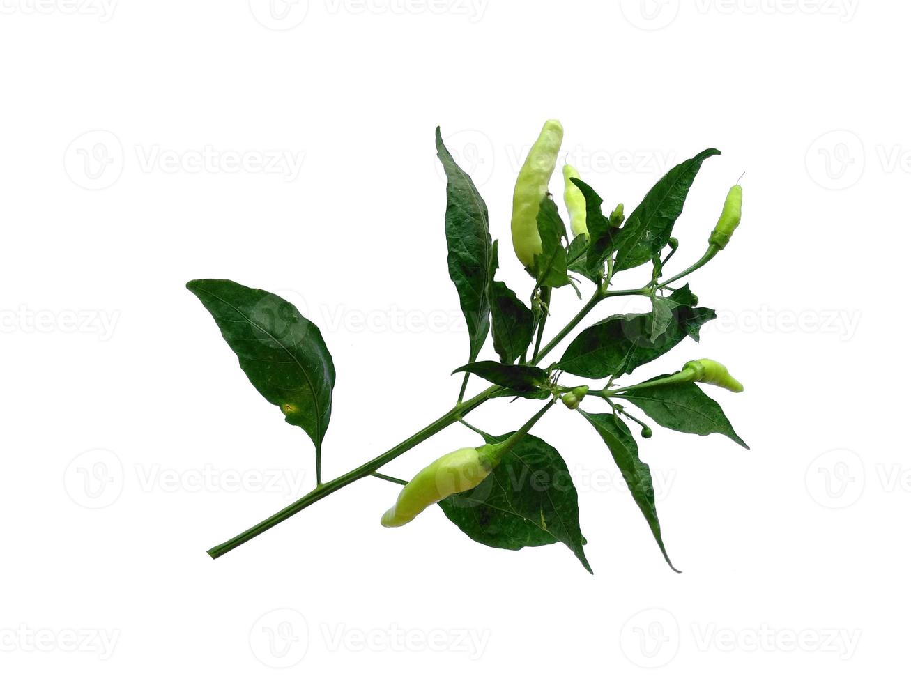 Capsicum annuum or Chili tree with green leaf on white background photo