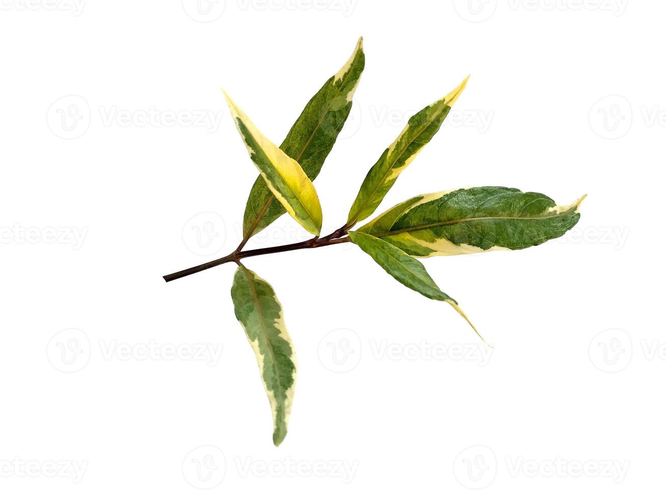 Green leaf on white background. Tree with green leaves. photo
