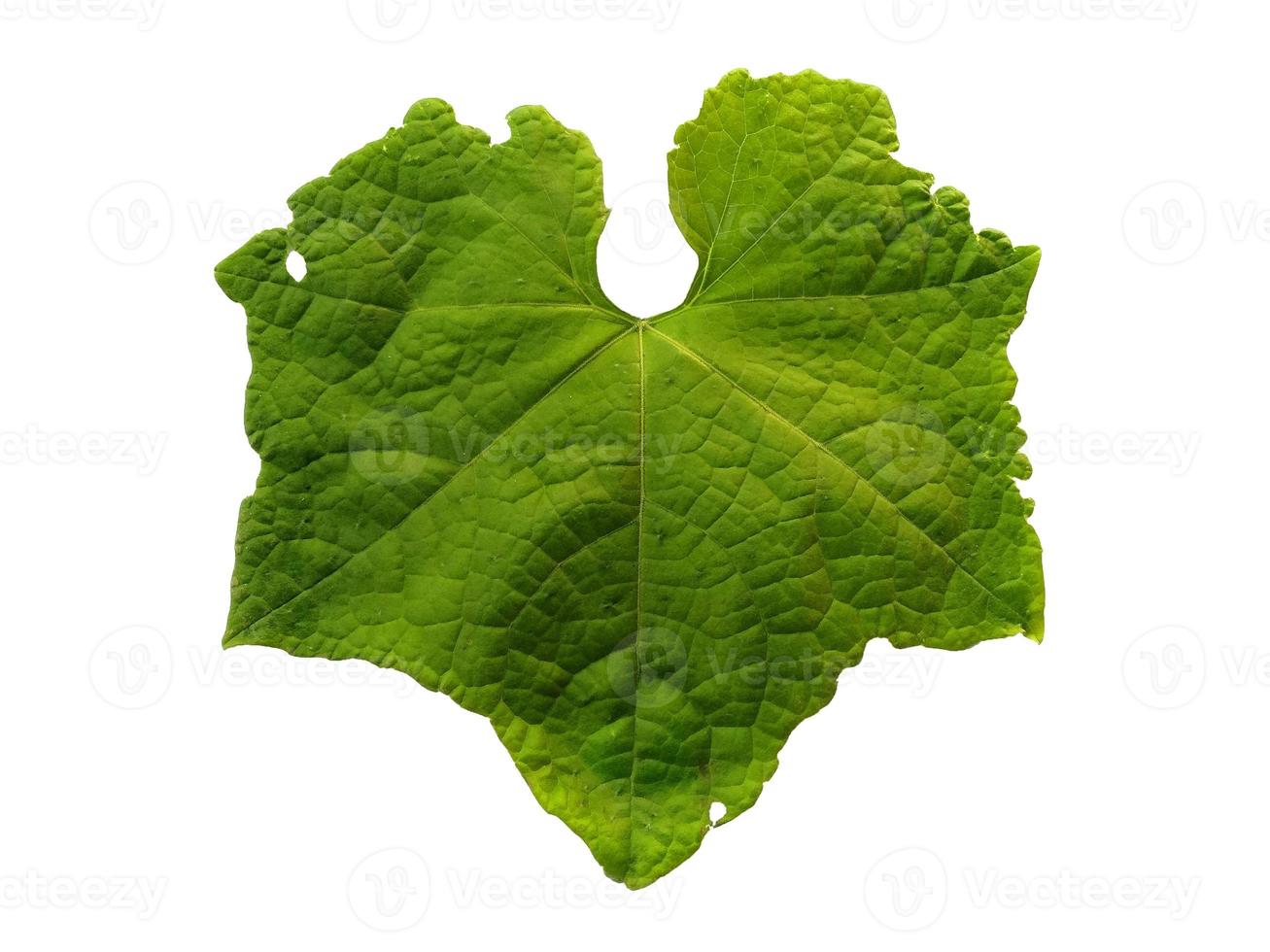 Green tree or leaf Isolated on white background photo