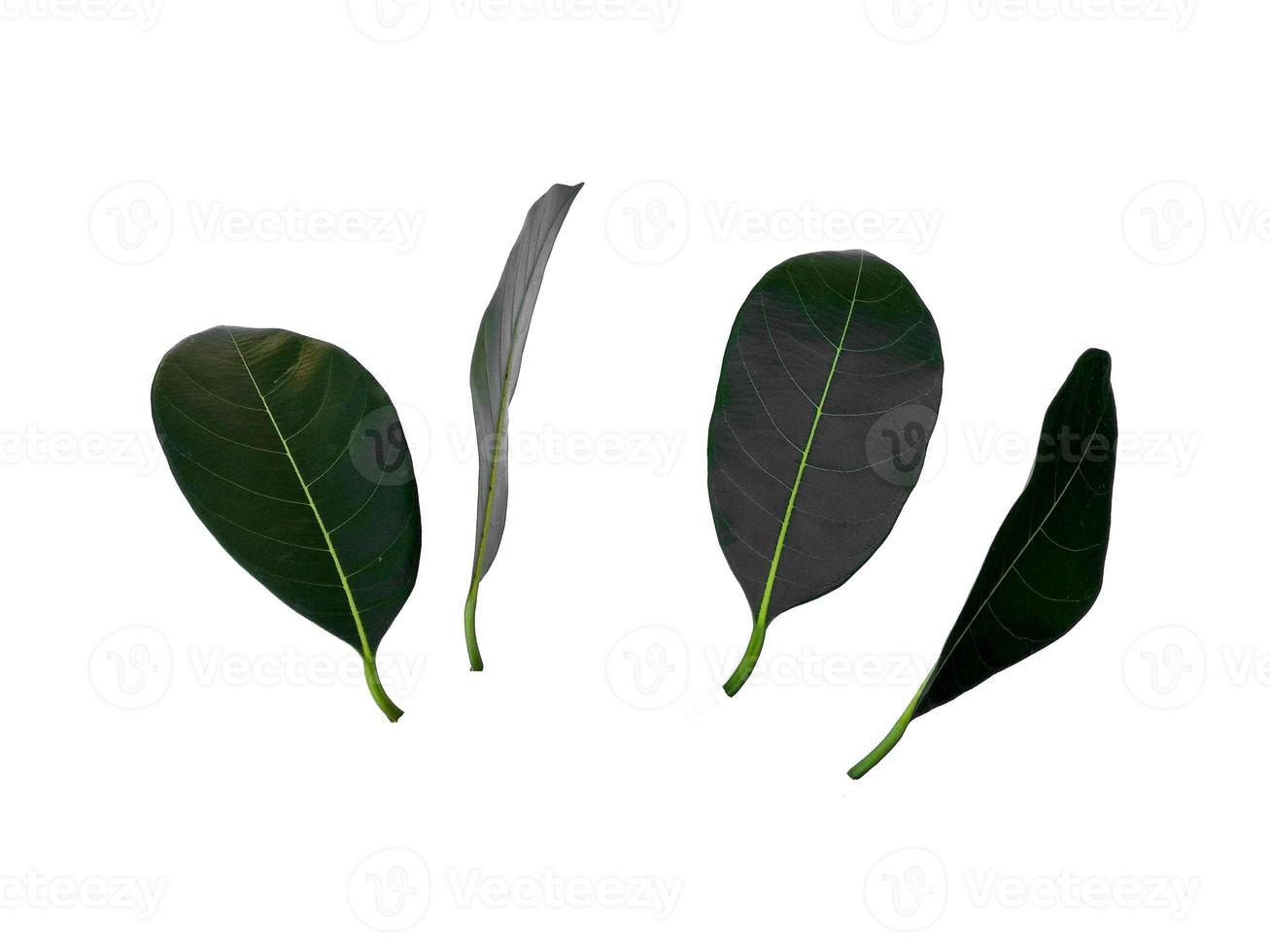 jackfruit leaf Isolated on white background photo