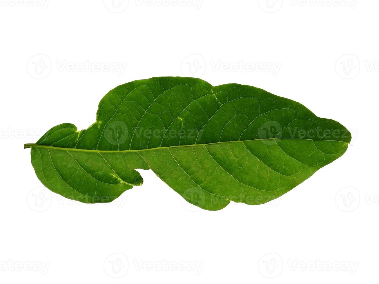 Cananga odorata leaves or plantae leaf Isolated on white background photo