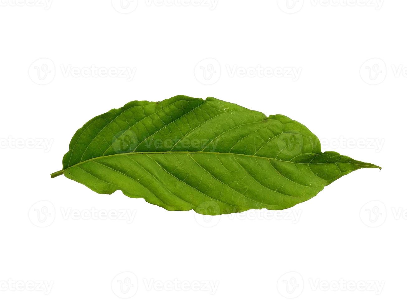 Cananga odorata leaves or plantae leaf Isolated on white background photo