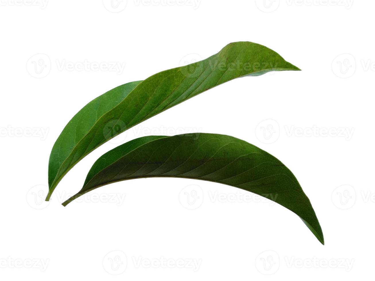 Magnolia champaca leaf on white background photo