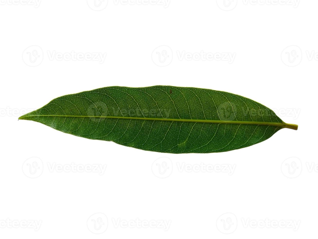 Mangifera indica or mango Green leaf on white background photo