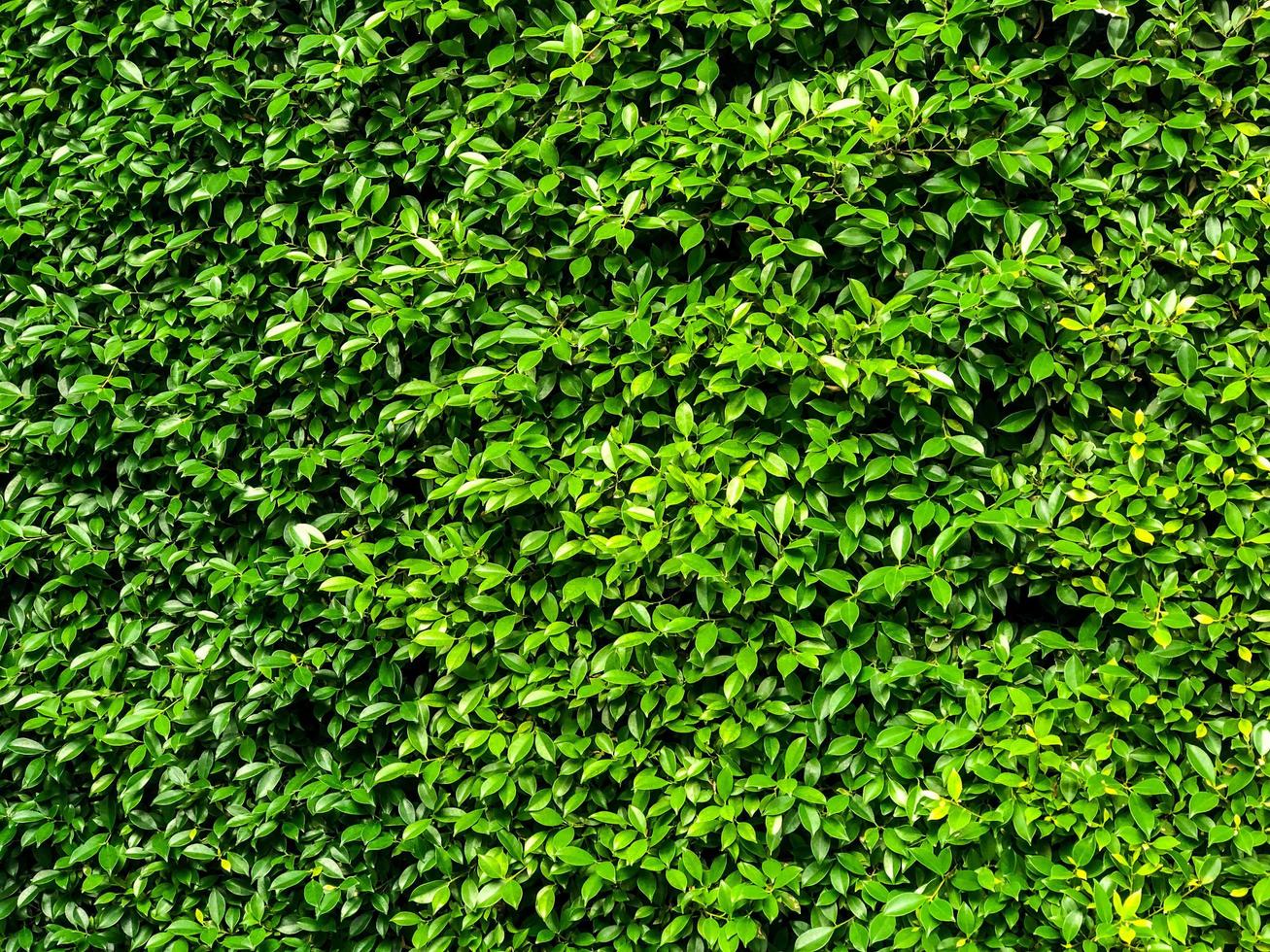 fondo de planta de textura natural de hojas verdes, hermosa pared de hoja verde diminuta y fondo de espacio de copia foto