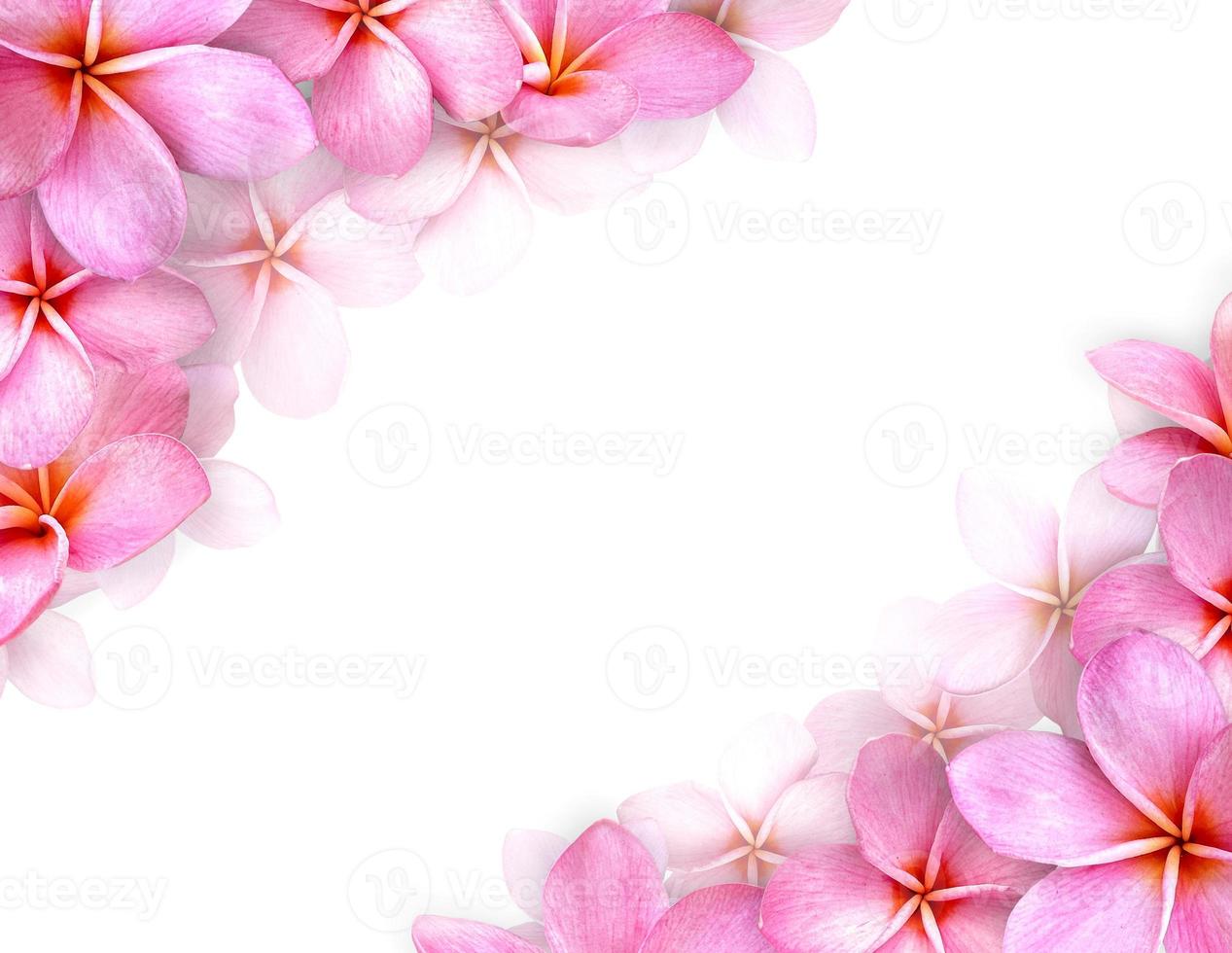 Frame of flowers, pink frangipani flower and Copy space. photo