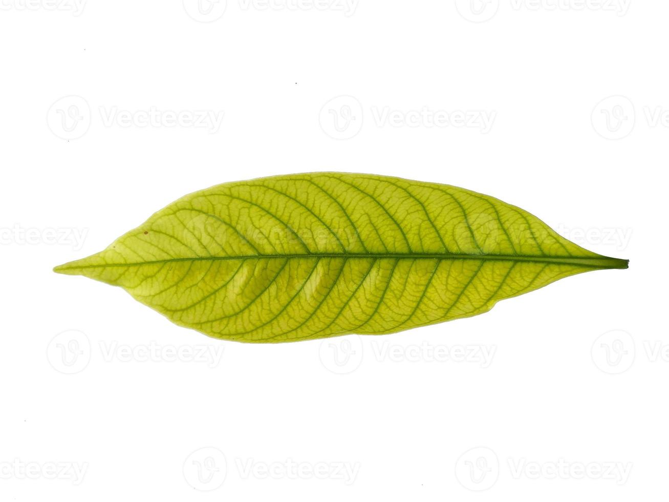 Kacapiring or Gardenia augusta or cape jasmine leaves isolated on white background photo