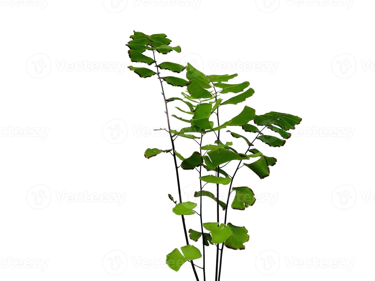 Green leaf texture. Green leaves isolated on white background. Green leaf pattern background photo