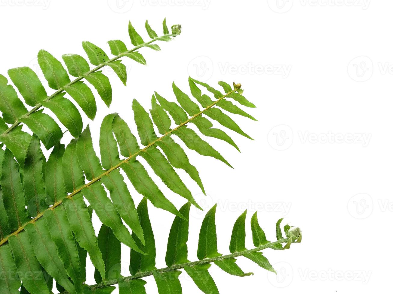 Polypodiophyta Plants with green leaves on white background photo