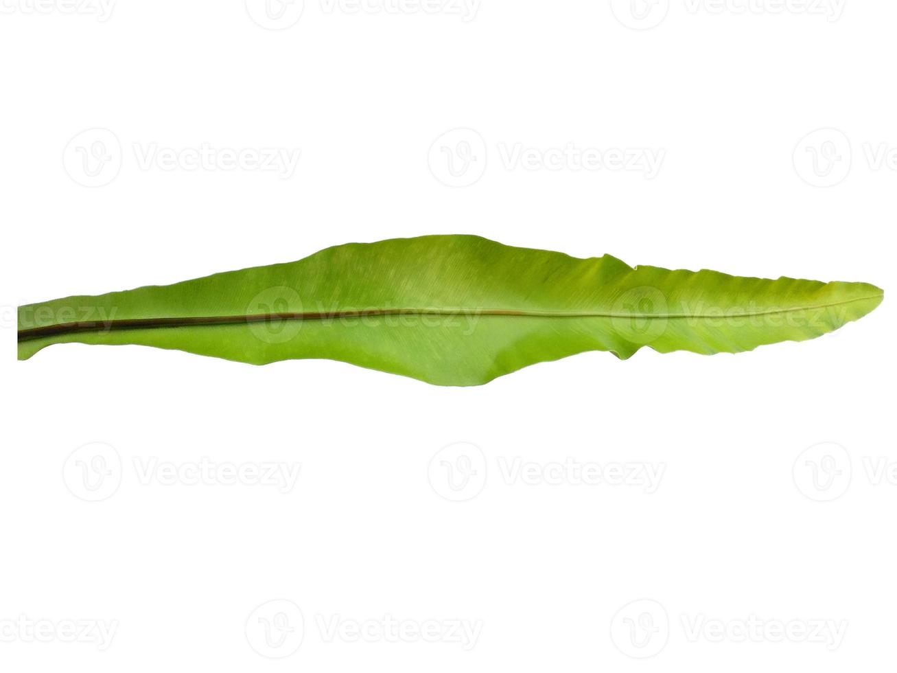 Bird Nest Fern or Asplenium nidus isolated on white background photo