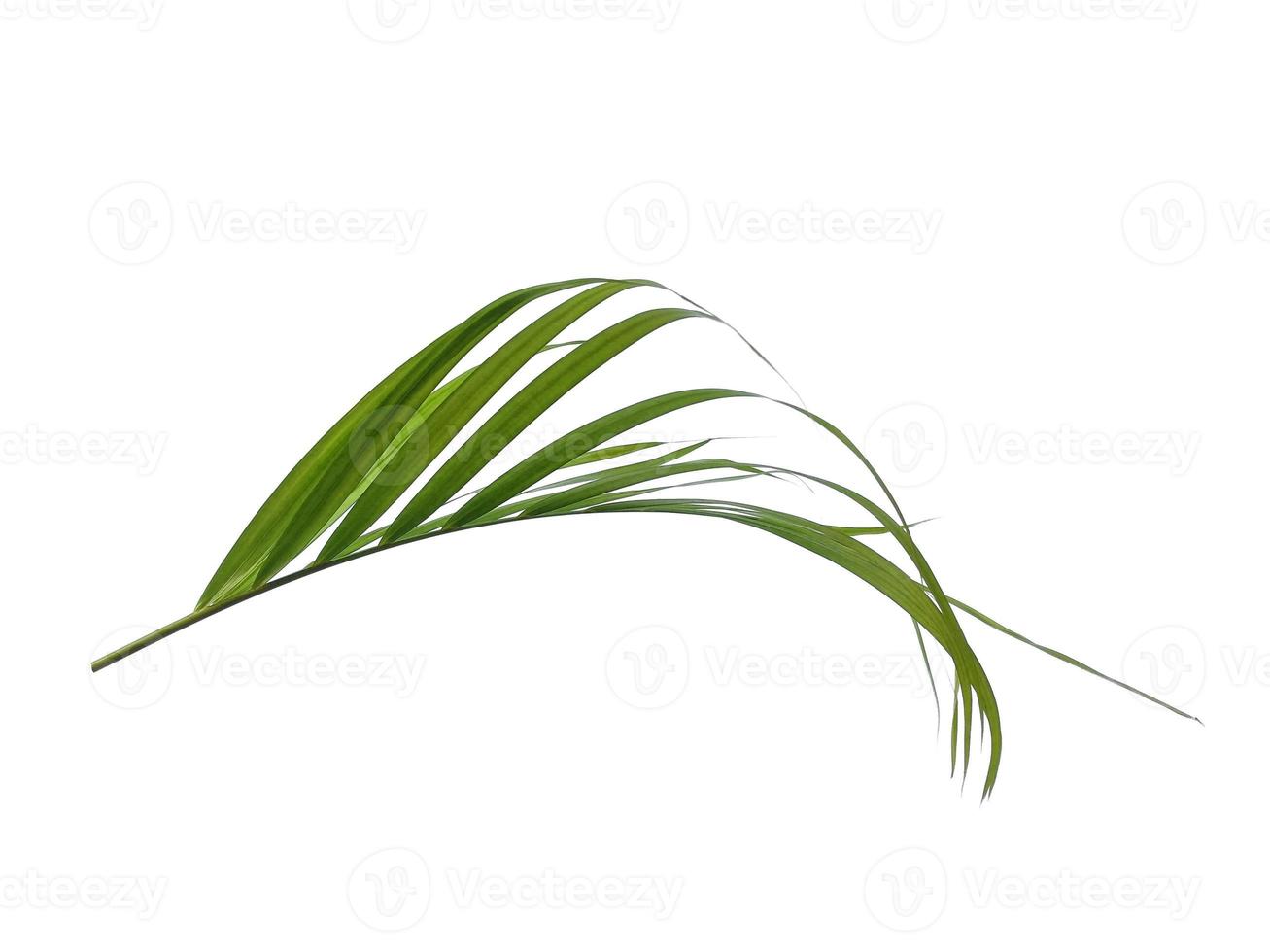 Bamboo palm fresh leaves or palm leaf on white background photo