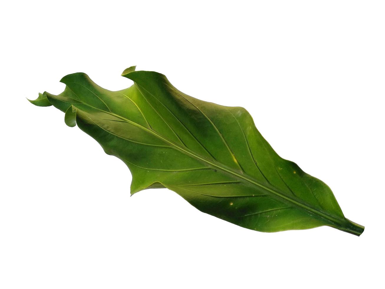 Anthurium Plowmanii leaf on white background photo