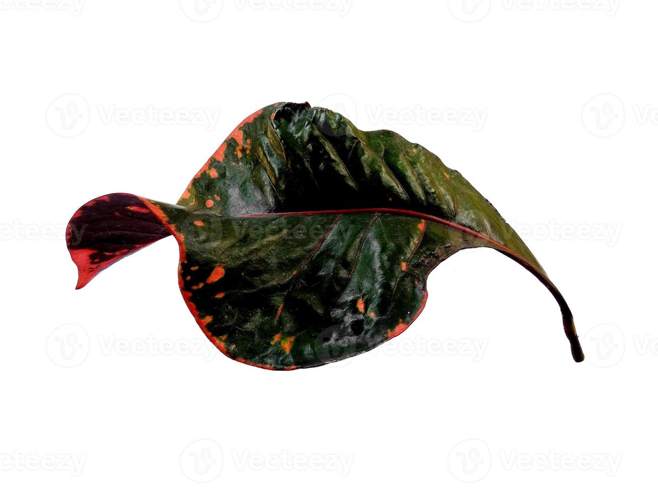 codiaeum variegatum hoja aislada sobre fondo blanco foto