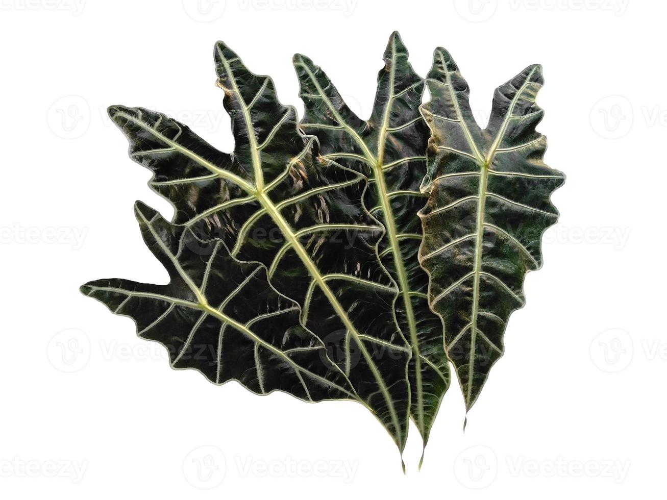 Anthurium crystallinum leaves or alocasia leaf Isolated on white background photo