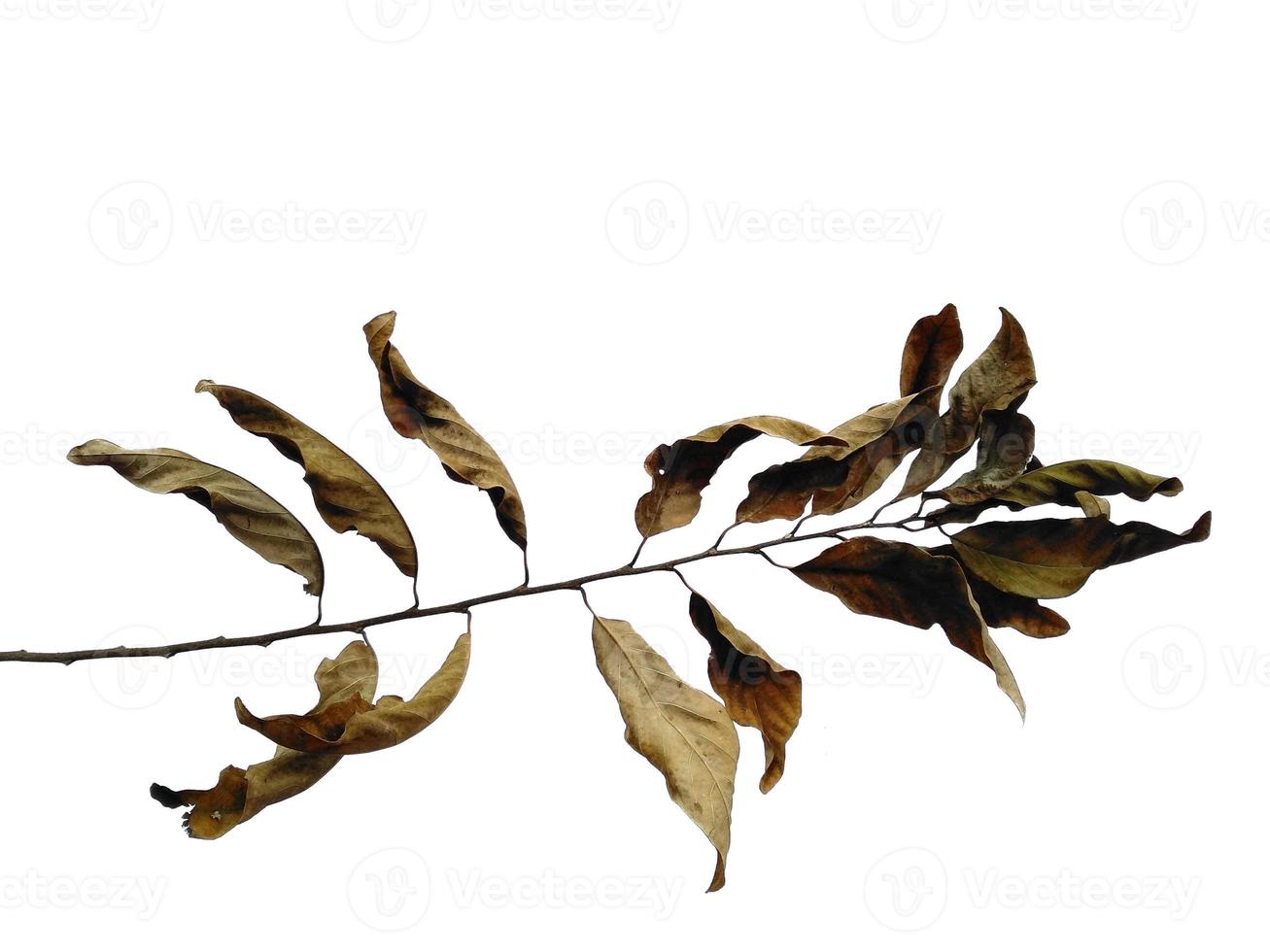 Brown leaf background. Old leaf texture. Dry brown leaves. Old leaf on white background photo