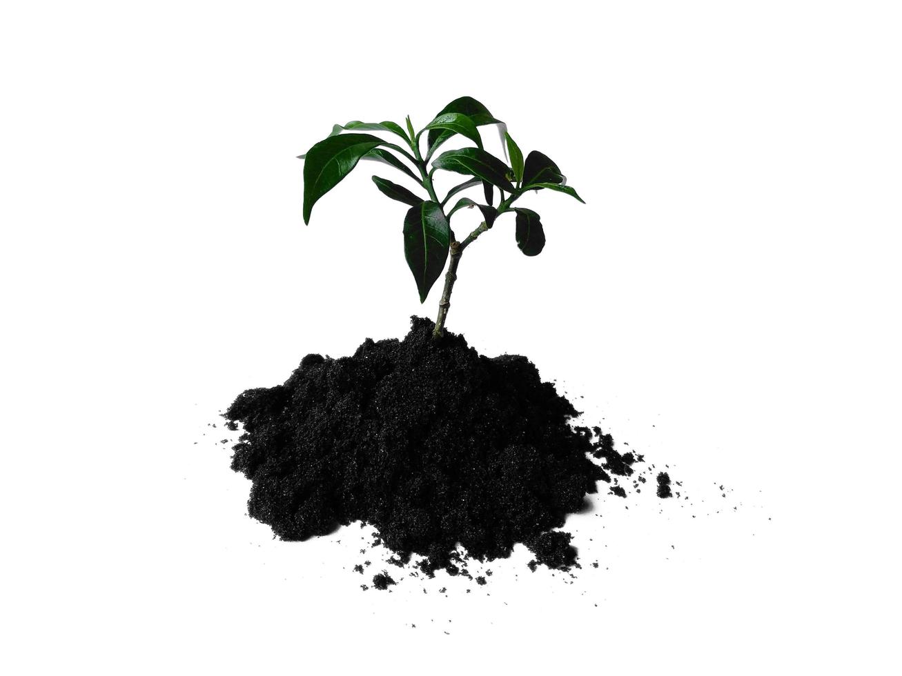 Small plant on pile of soil. Young plant in soil humus on a white background photo