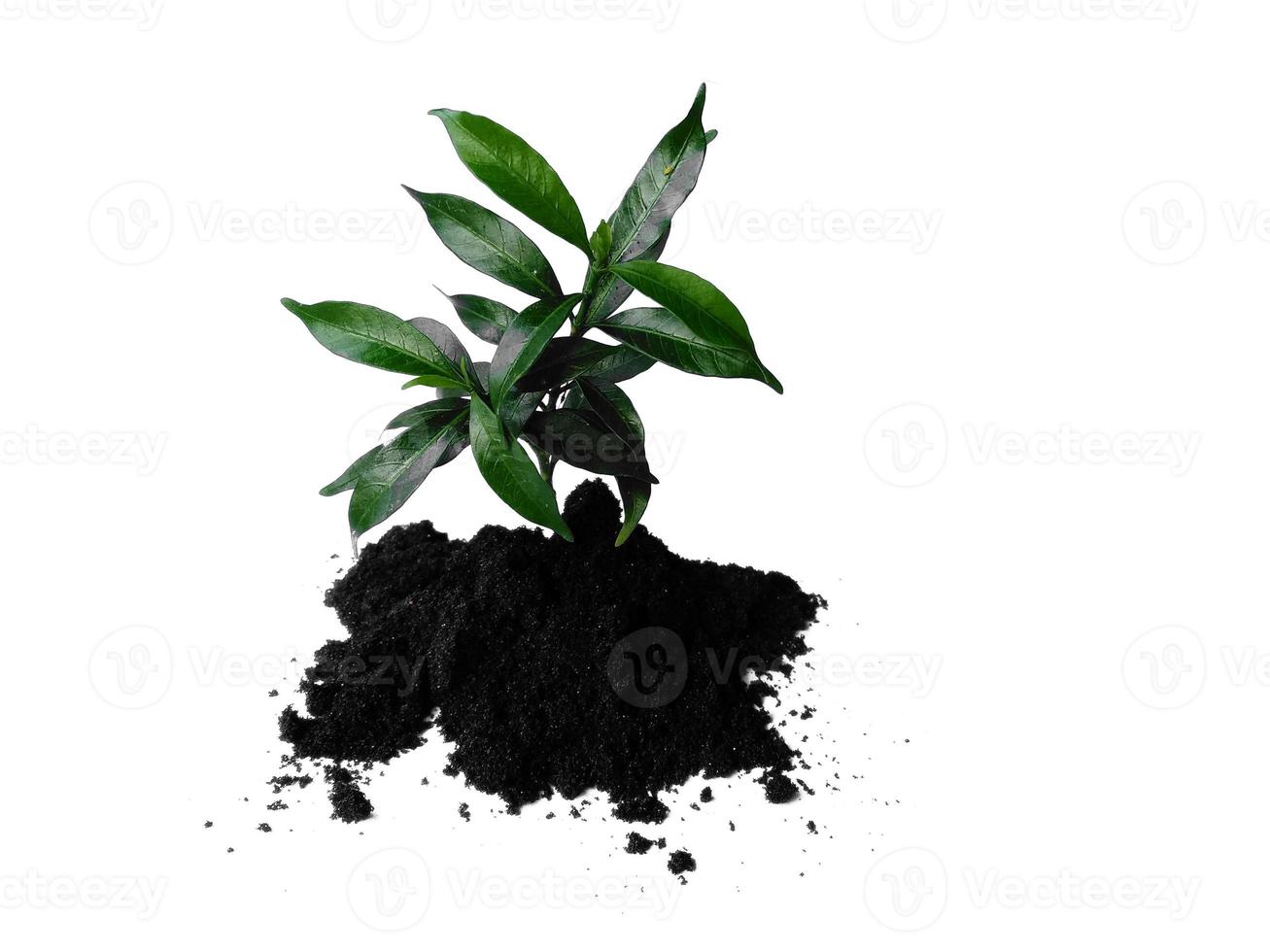 Small plant on pile of soil. Young plant in soil humus on a white background photo
