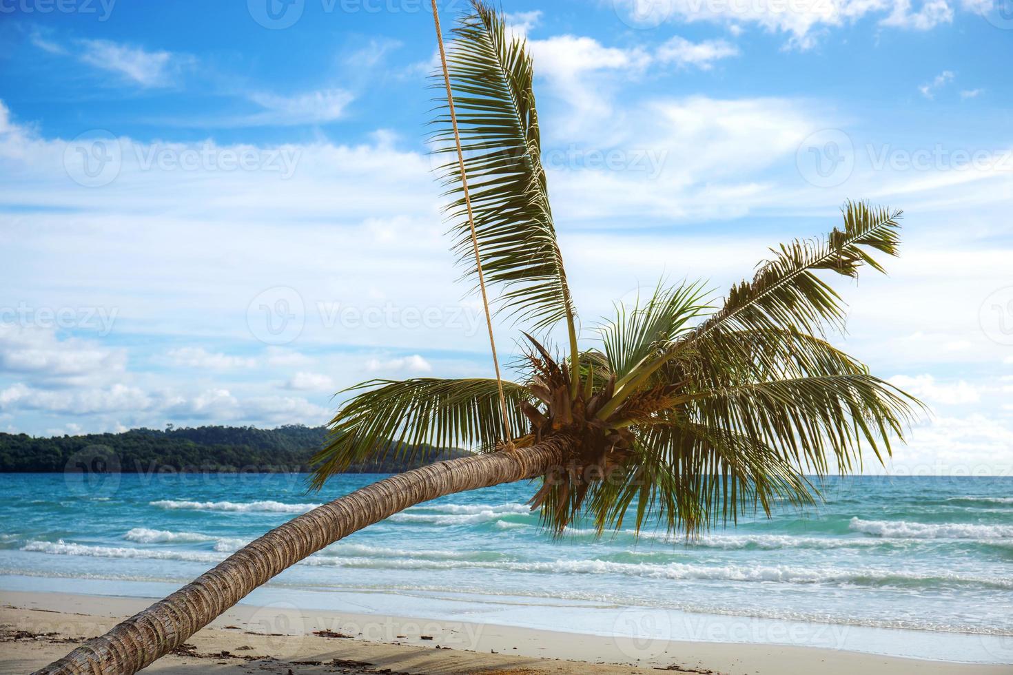 árbol de coco en la playa. foto