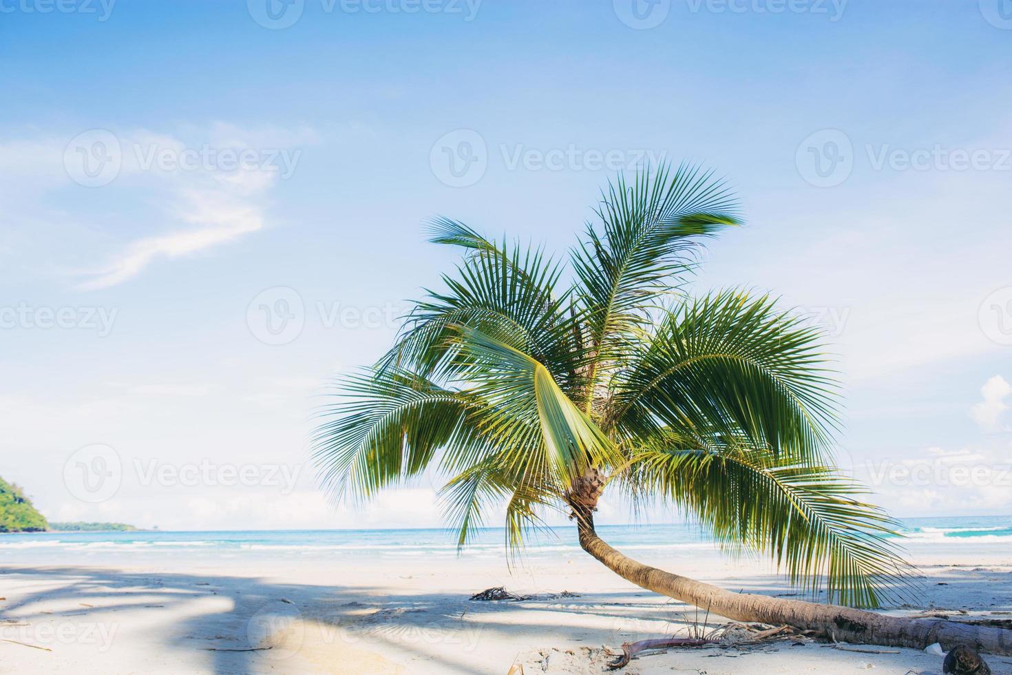 Palm tree on sand beach. photo
