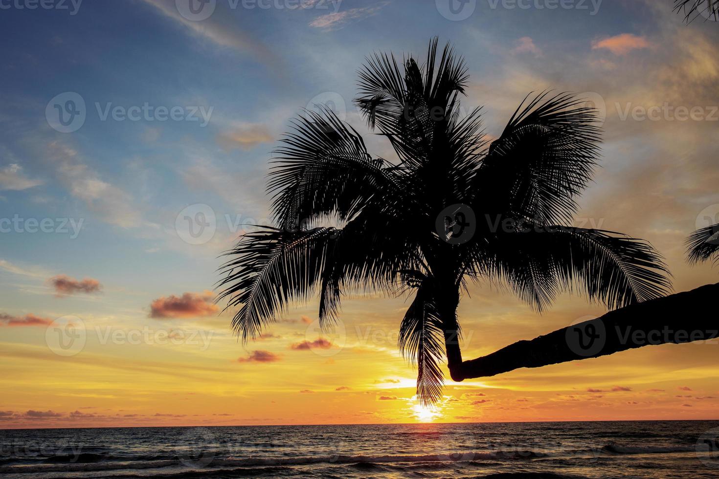 Coconut tree with the silhouette. photo