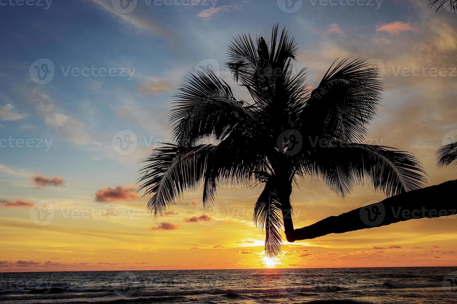 árbol de coco con la silueta. foto