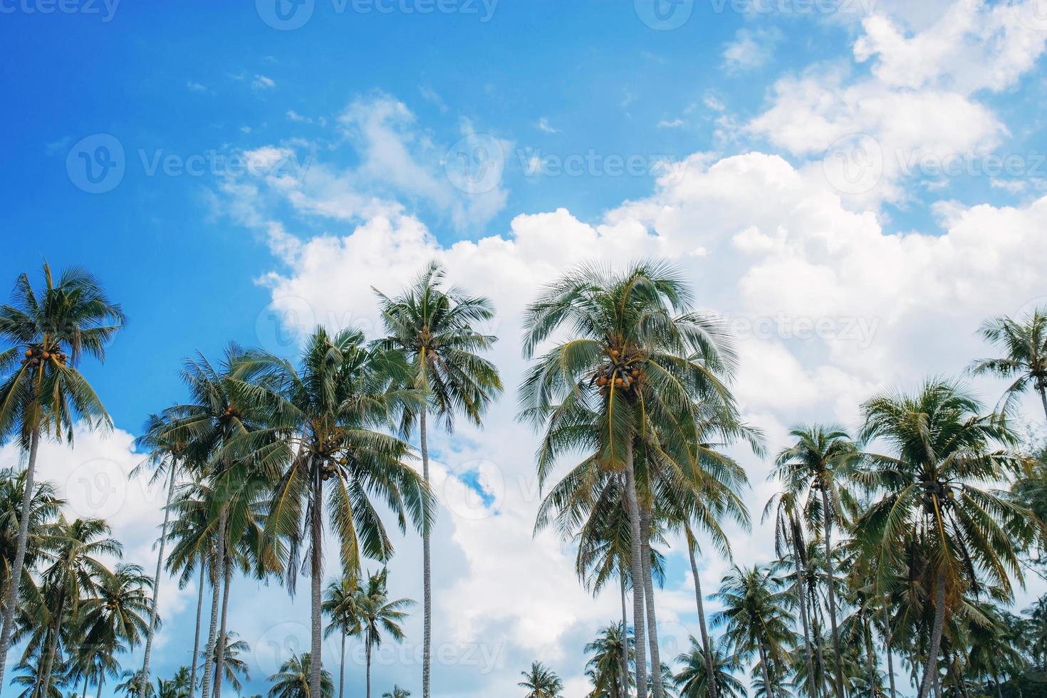 Palm tree with sky at daytime. photo