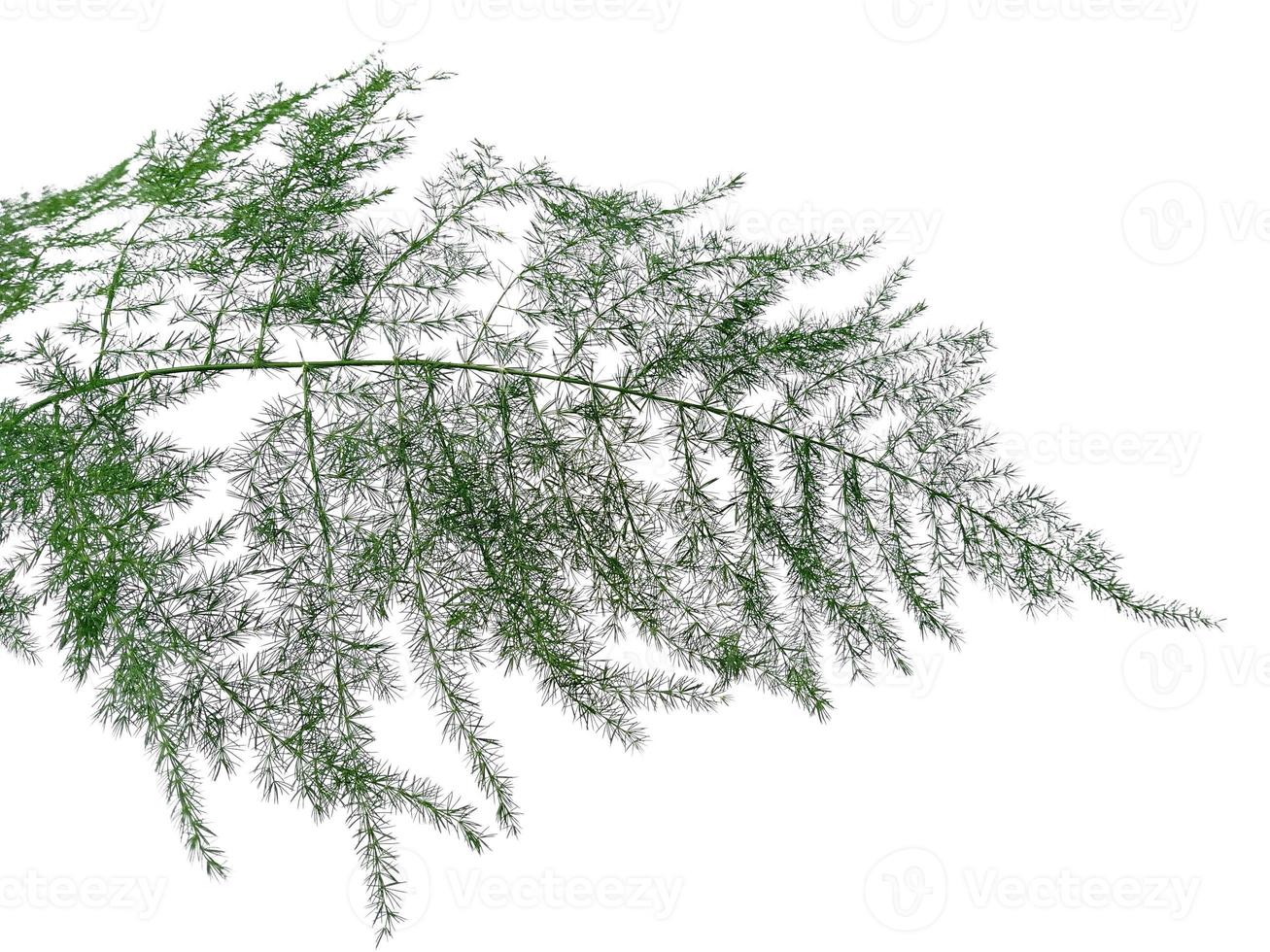 Green leaves isolated on white background. Plants with green leaves photo