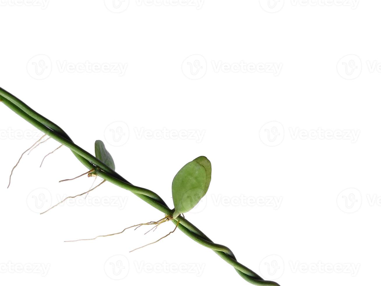 House plant hanging on white background. Green plant hanging isolated on white background photo