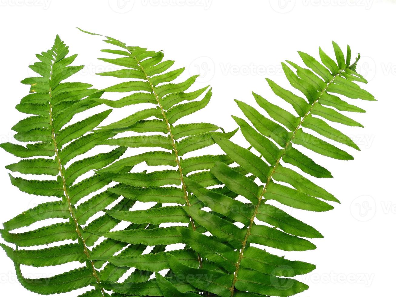 Polypodiophyta Plants with green leaves on white background photo