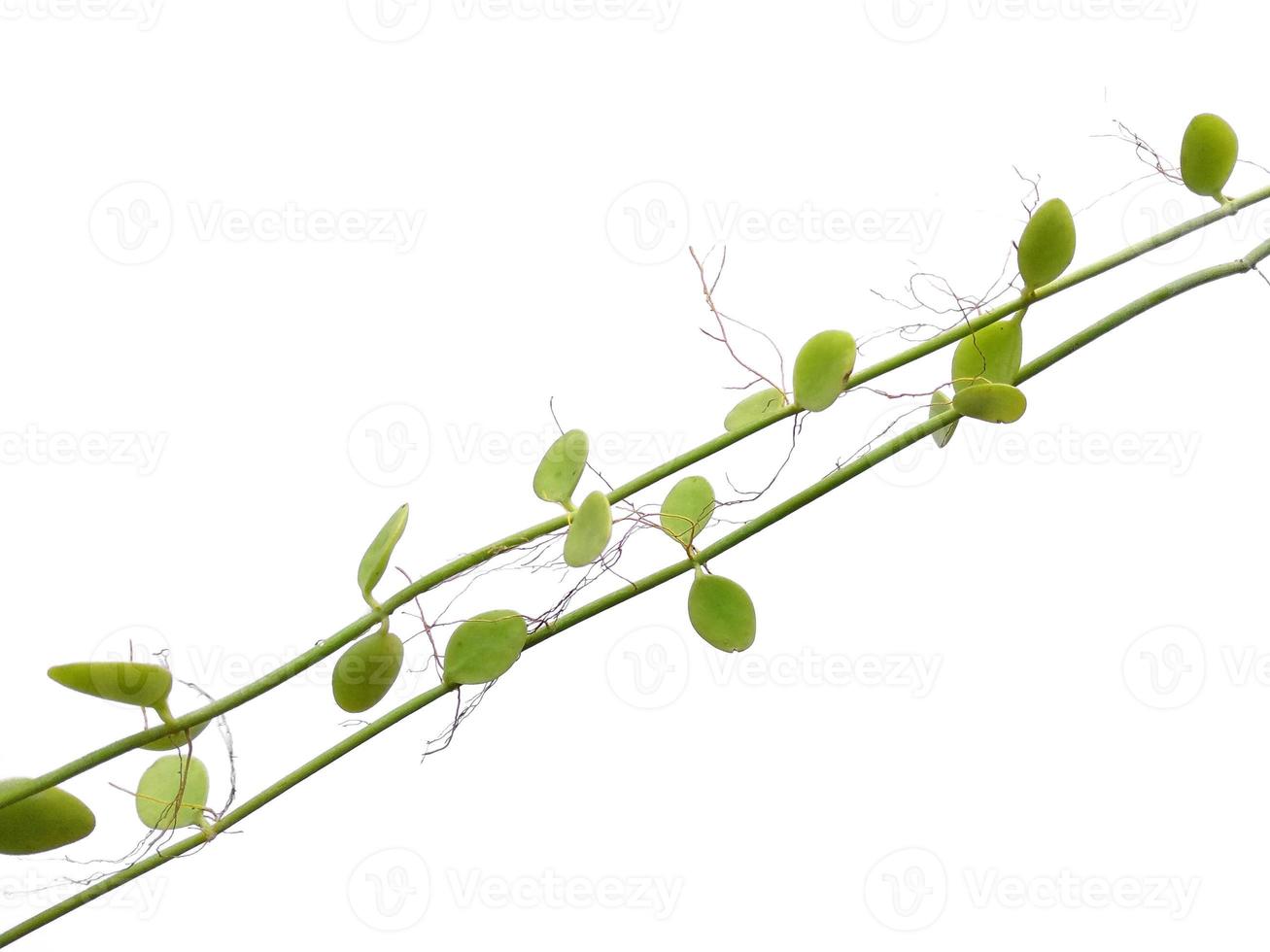 House plant hanging on white background. Green plant hanging isolated on white background photo