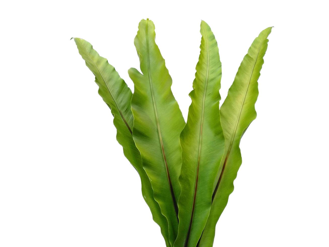 Bird Nest Fern or Asplenium nidus isolated on white background photo