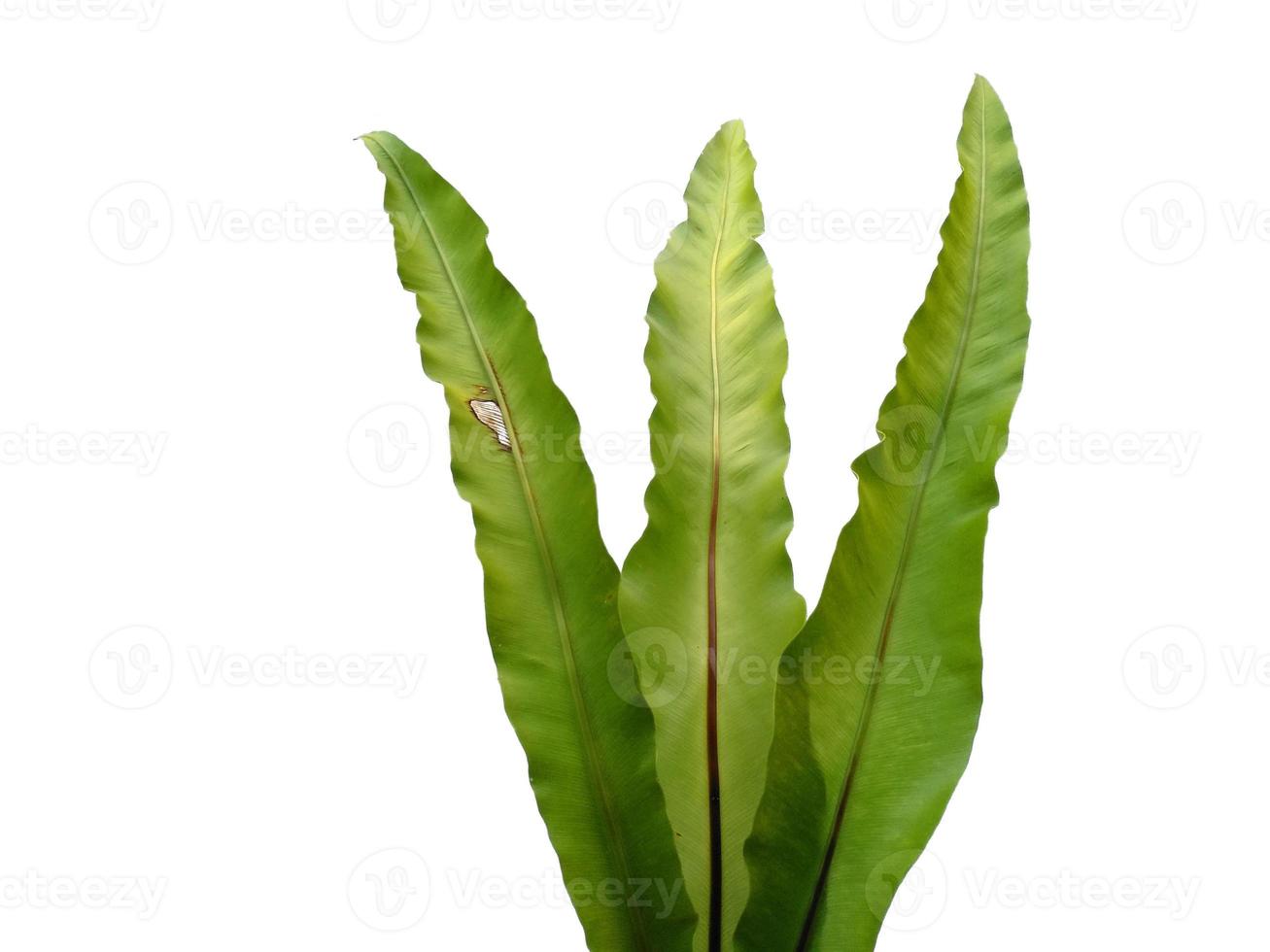 Bird Nest Fern or Asplenium nidus isolated on white background photo