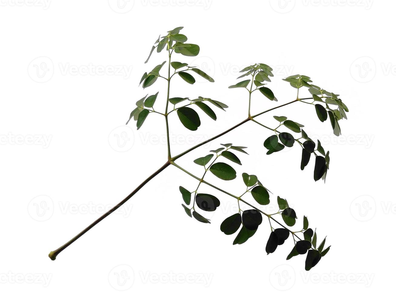 Moringa oleifera leaves or drumstick tree on white background photo