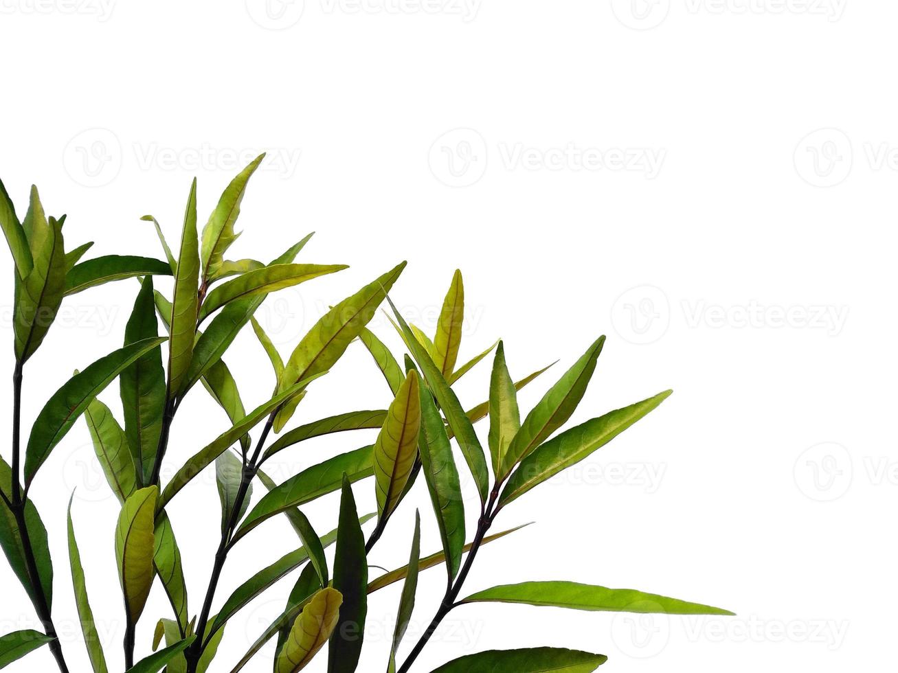 Justicia Fragilis leaf or justicia gendarussa leaves Isolated on white background photo