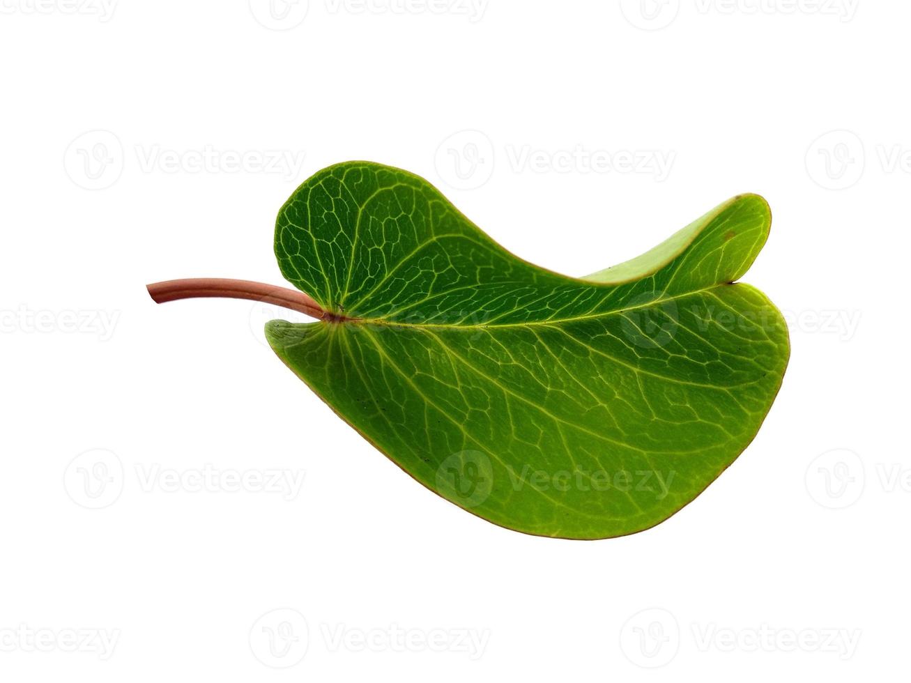 Ipomoea pes-caprae leaves or beach morning glory leaf Isolated on white background photo