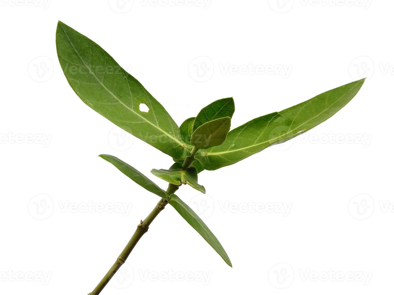 Calotropis gigantea leaves or giant calotrope leaf Isolated on white background photo