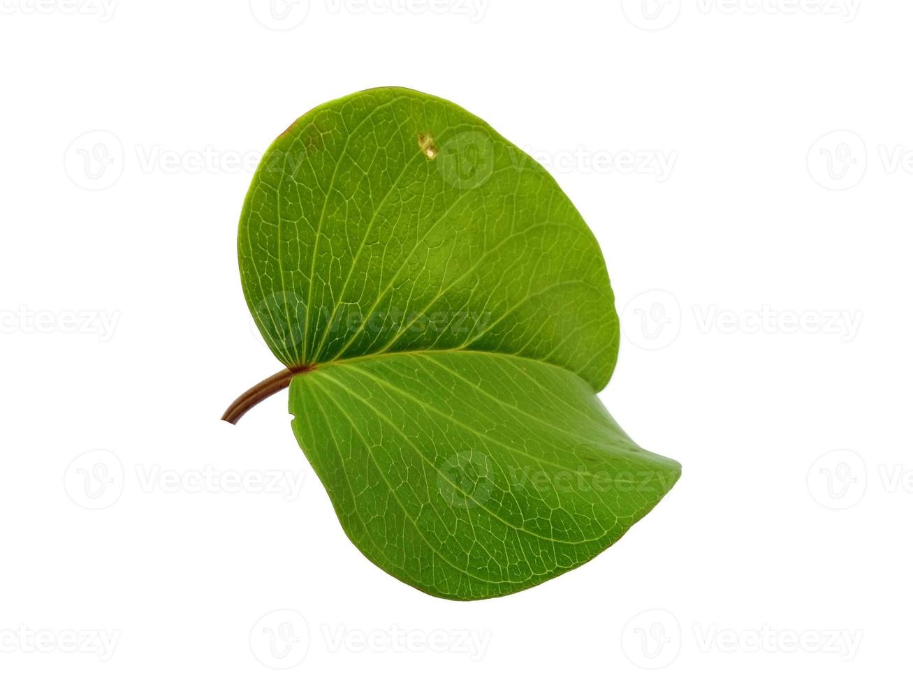 Hojas de ipomoea pes-caprae o hoja de la gloria de la mañana de la playa aislada sobre fondo blanco foto