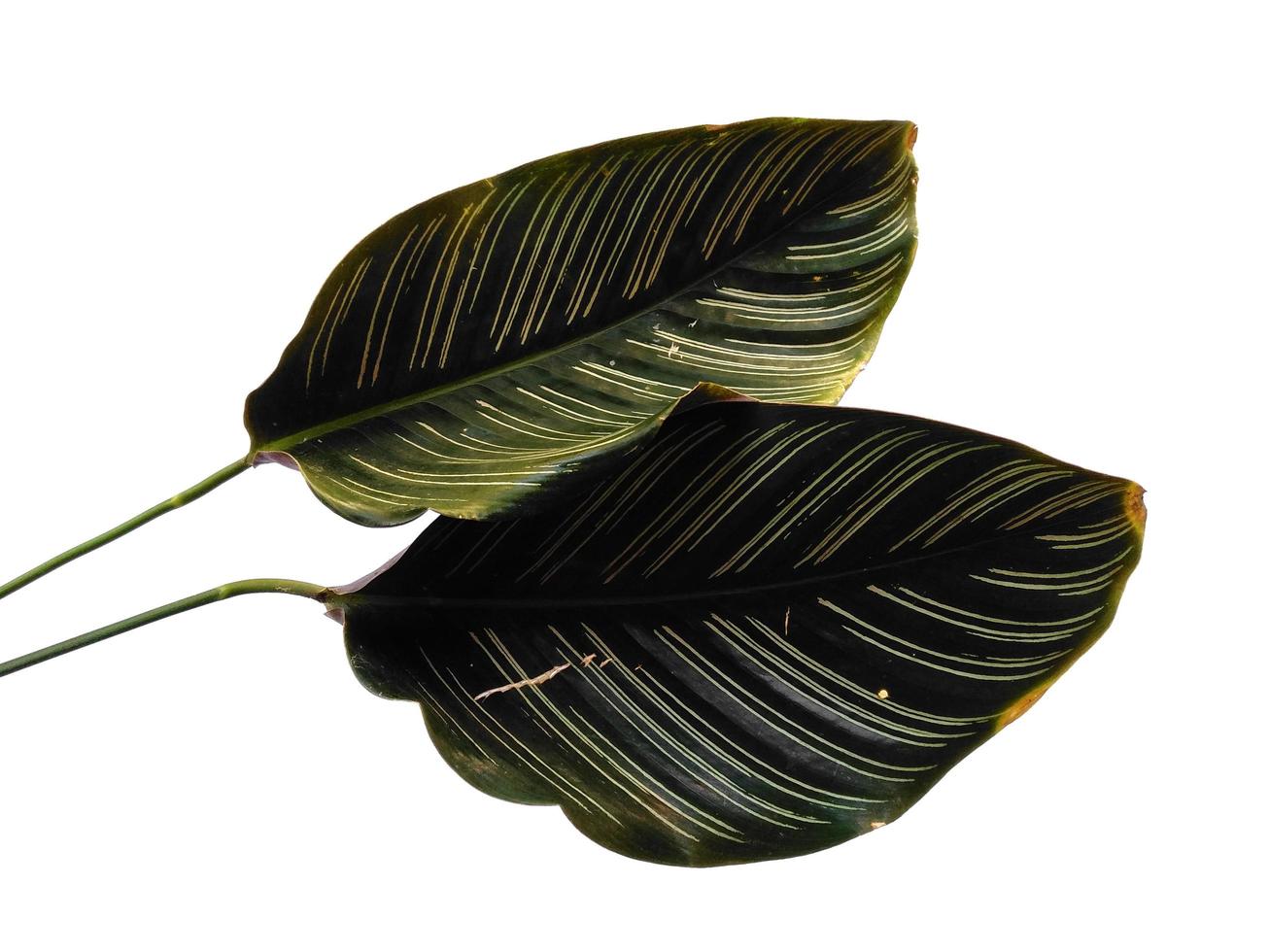 Calathea ornata Sanderiana leaf on white background photo