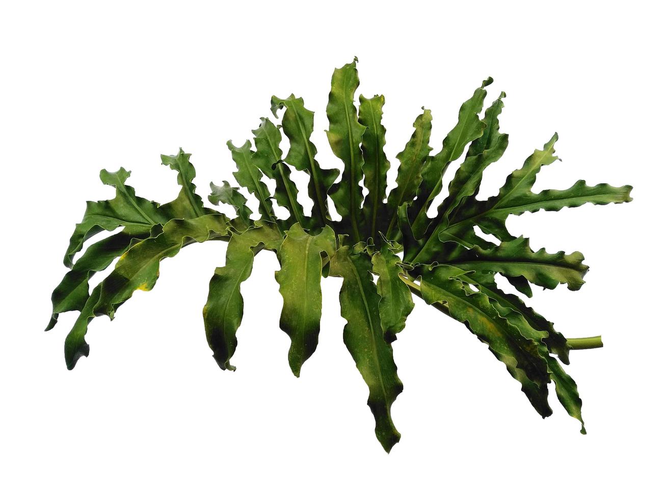 Philodendron bipinnatifidum leaf on white background photo