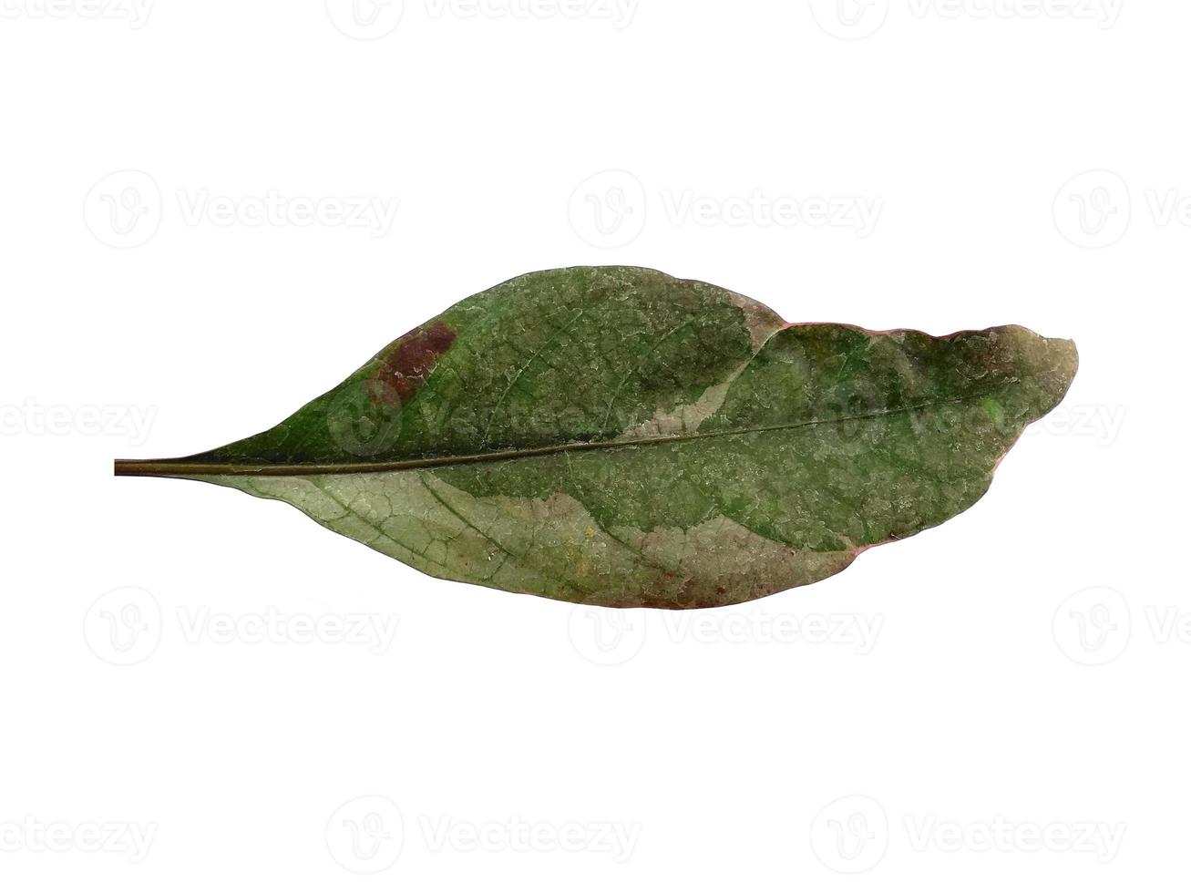 Green leaf on white background photo